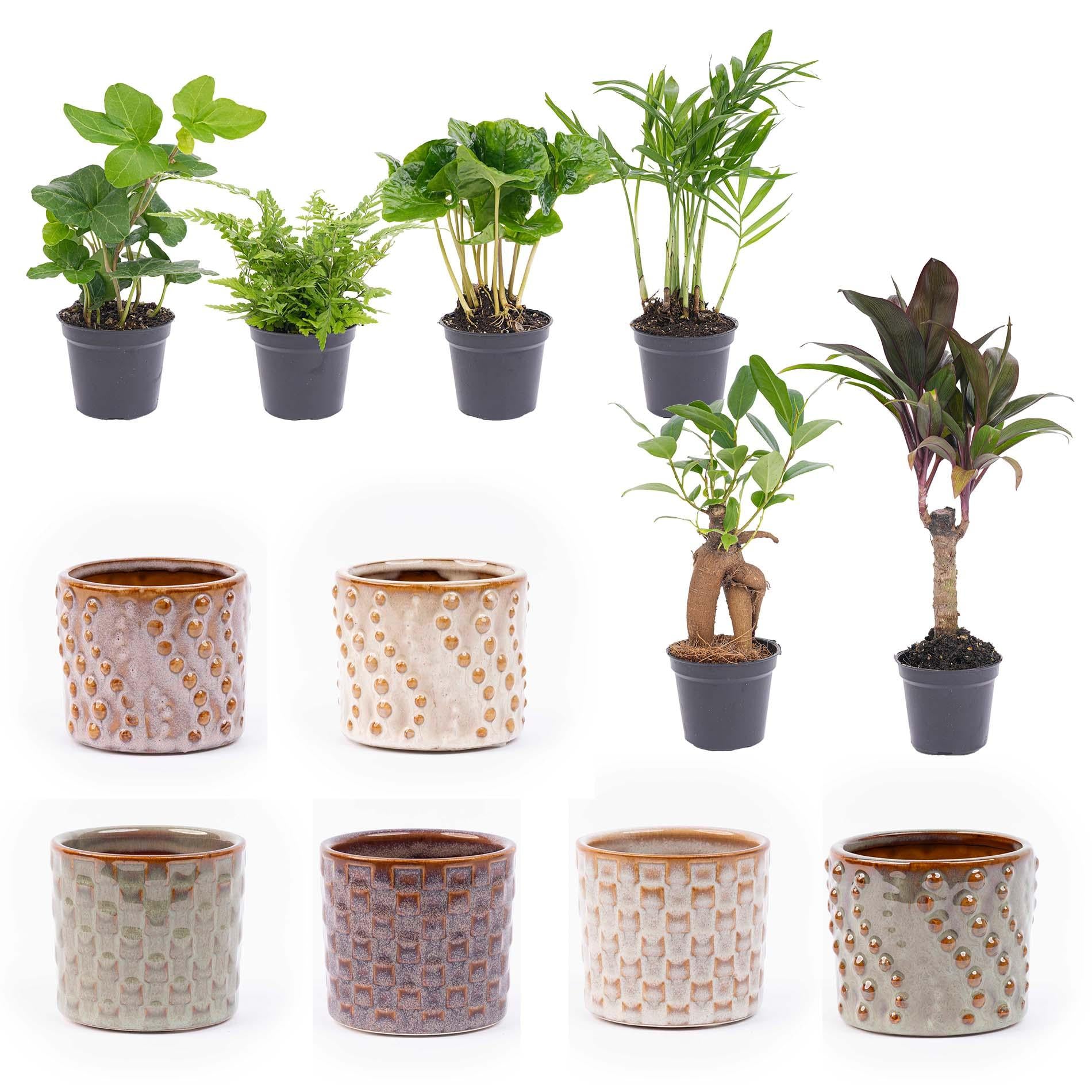 Madrid Mini Plant Set – 6 pieces | Easy maintenance