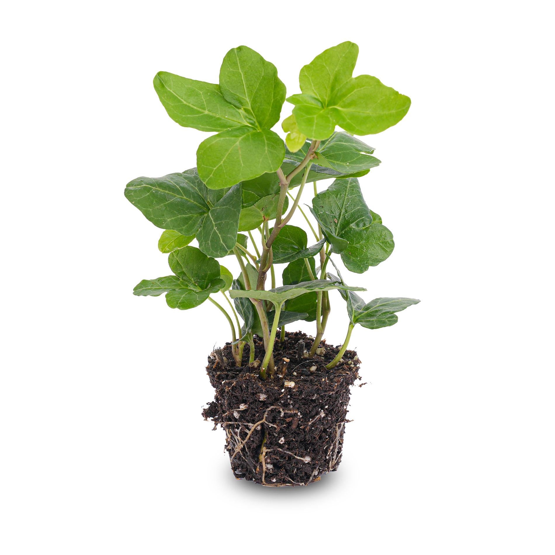 Hedera Helix – Ø6cm ↕15cm | Easy maintenance