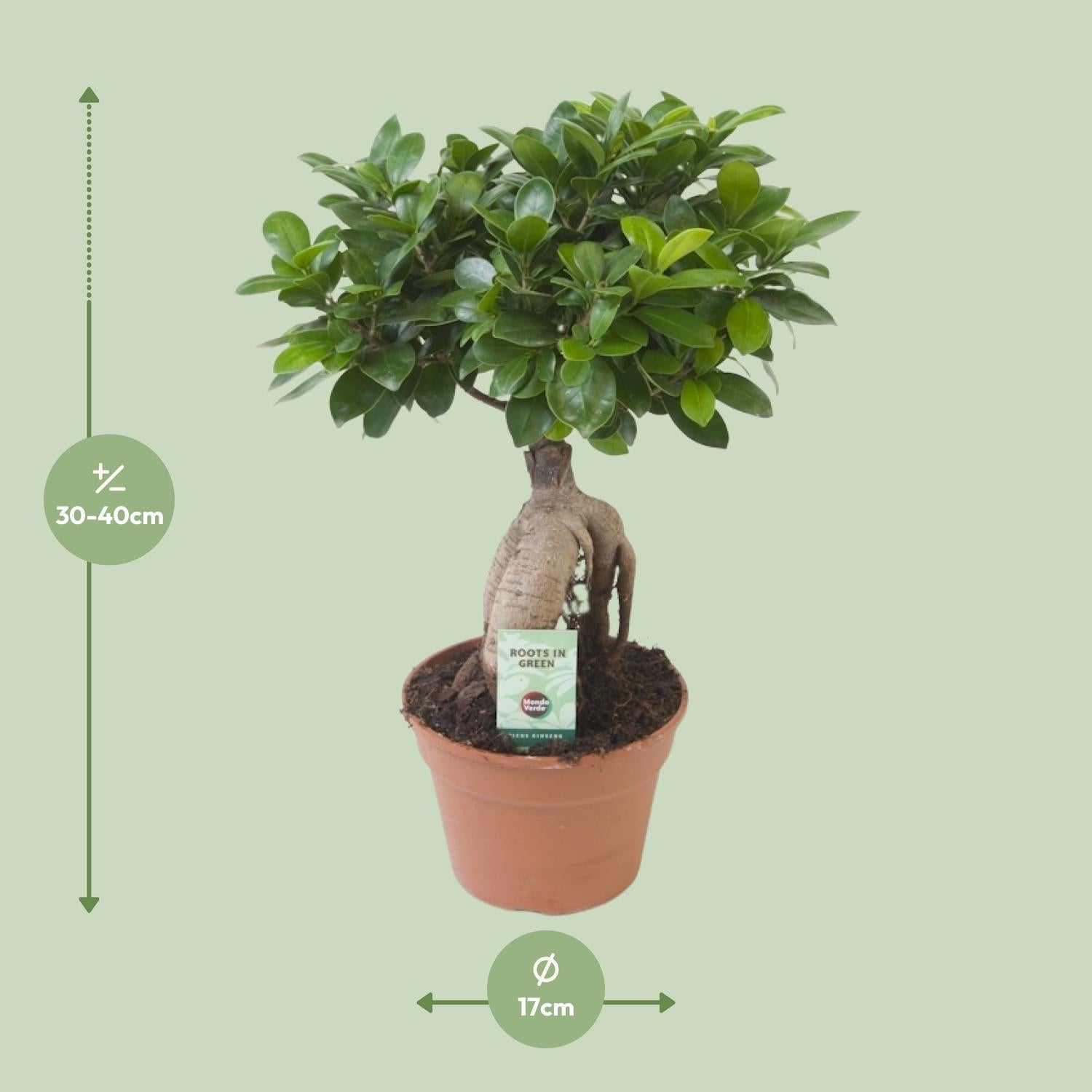 Ficus Ginseng – Ø17 cm – ↕40 cm