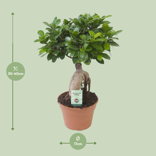 Ficus Ginseng – Ø17 cm – ↕40 cm