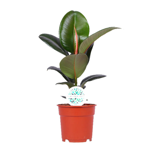 Ficus Elastica Robusta – Ø17cm ↕55cm | Average maintenance
