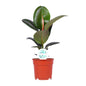 Ficus Elastica Robusta – Ø17cm ↕55cm | Average maintenance
