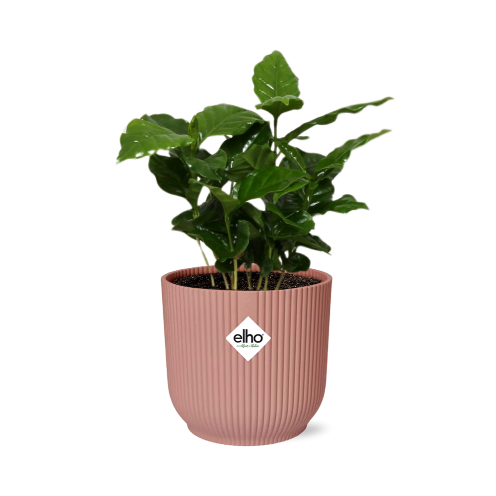 Coffea Arabica in ELHO Vibes Fold 14cm pink | Your own coffee plant – Average maintenance