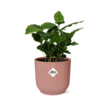 Coffea Arabica in ELHO Vibes Fold 14cm pink | Your own coffee plant – Average maintenance