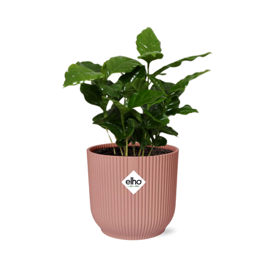 Coffea Arabica in ELHO Vibes Fold 14cm pink | Your own coffee plant – Average maintenance