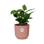 Coffea Arabica in ELHO Vibes Fold 14cm pink | Your own coffee plant – Average maintenance