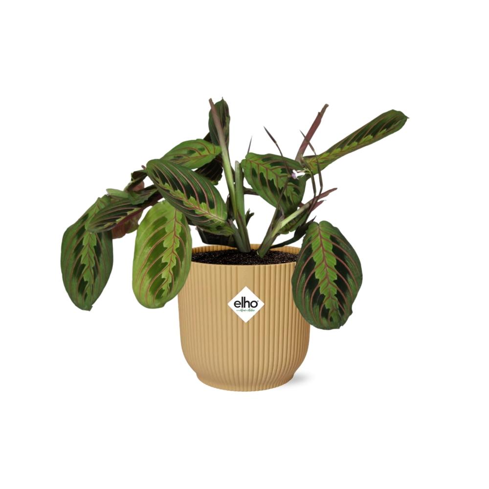 Maranta Leuconeura ‘Fascinator’ Tricolor in ELHO Vibes Fold 14cm geel | De gebedsplant – Gemiddeld onderhoud