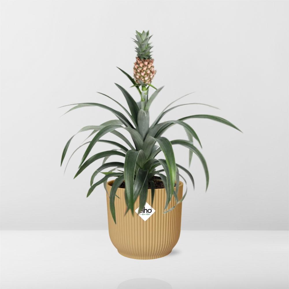 Pineapple Mi Amigo in ELHO Vibes Fold 14 cm yellow