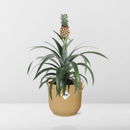 Pineapple Mi Amigo in ELHO Vibes Fold 14 cm yellow