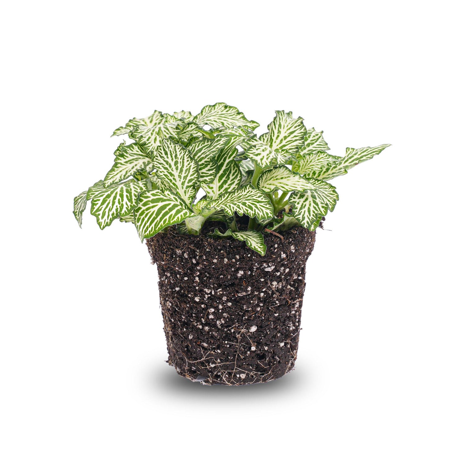 Fittonia White 'White Tiger' – Terrarium plant – Pot size 8 | The black and white stylist – Easy maintenance