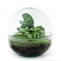 🌿 DIY Terrarium Dome – 20 cm