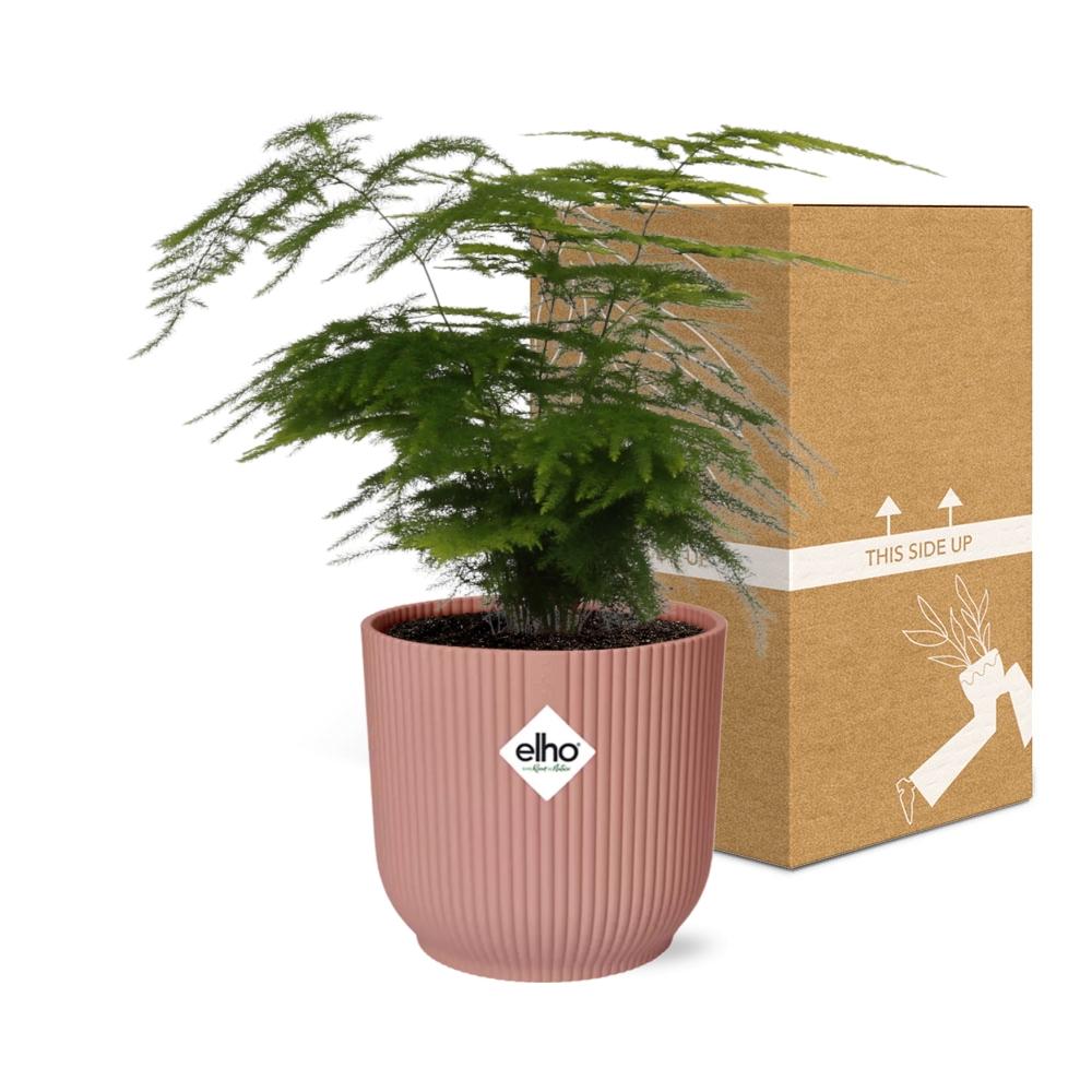 Asparagus setaceus 'Plumosus' in ELHO Vibes Fold 14cm – Pink | Average maintenance
