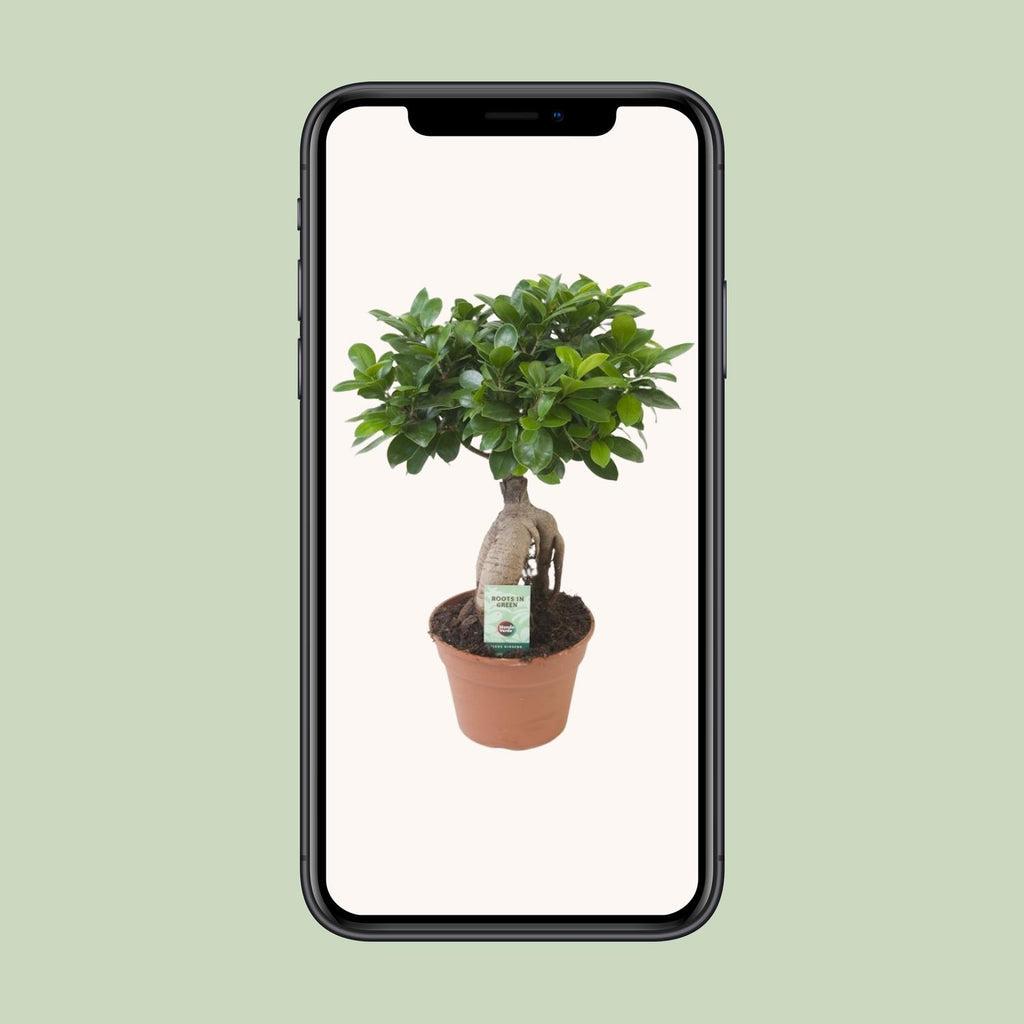 Ficus Ginseng – Ø17 cm – ↕40 cm