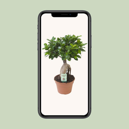 Ficus Ginseng – Ø17 cm – ↕40 cm