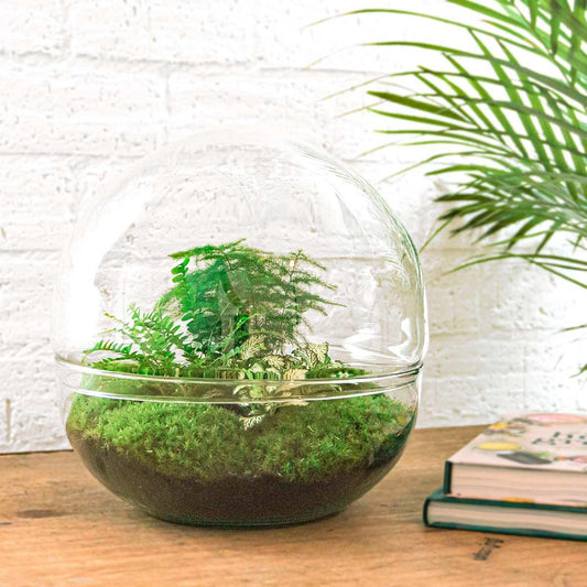 🌿🛠️ DIY Terrarium Dome XL – 30 cm – Complete with rake, shovel, tweezers &amp; scissors