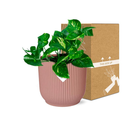 Epipremnum Pinnatum 'Aureum' in ELHO Vibes Fold 14 cm pink