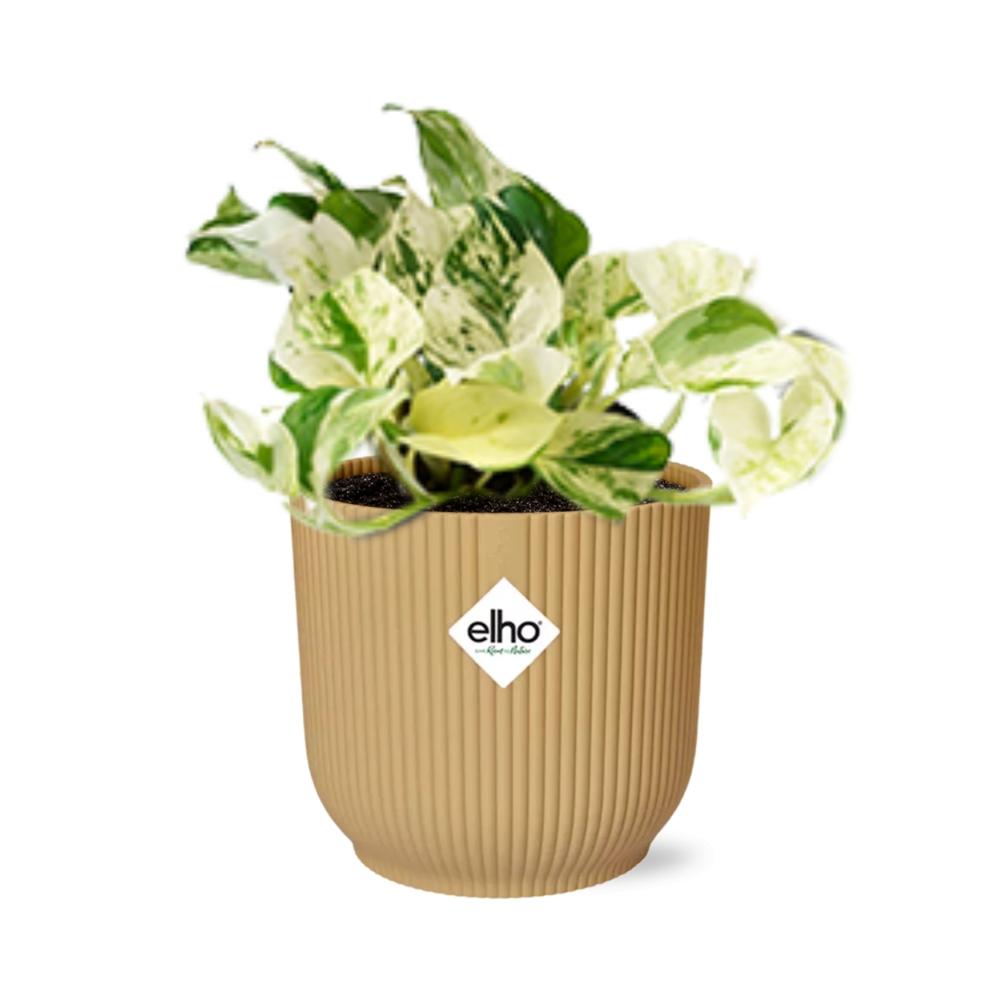 Epipremnum Pinnatum 'Happy Leaf' in ELHO Vibes Fold 14cm yellow | Happy Leaf Bunch – Easy Care