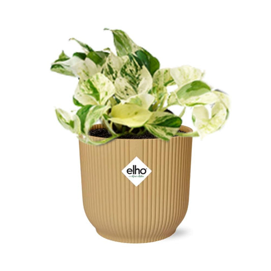 Epipremnum Pinnatum 'Happy Leaf' in ELHO Vibes Fold 14cm yellow | Happy Leaf Bunch – Easy Care