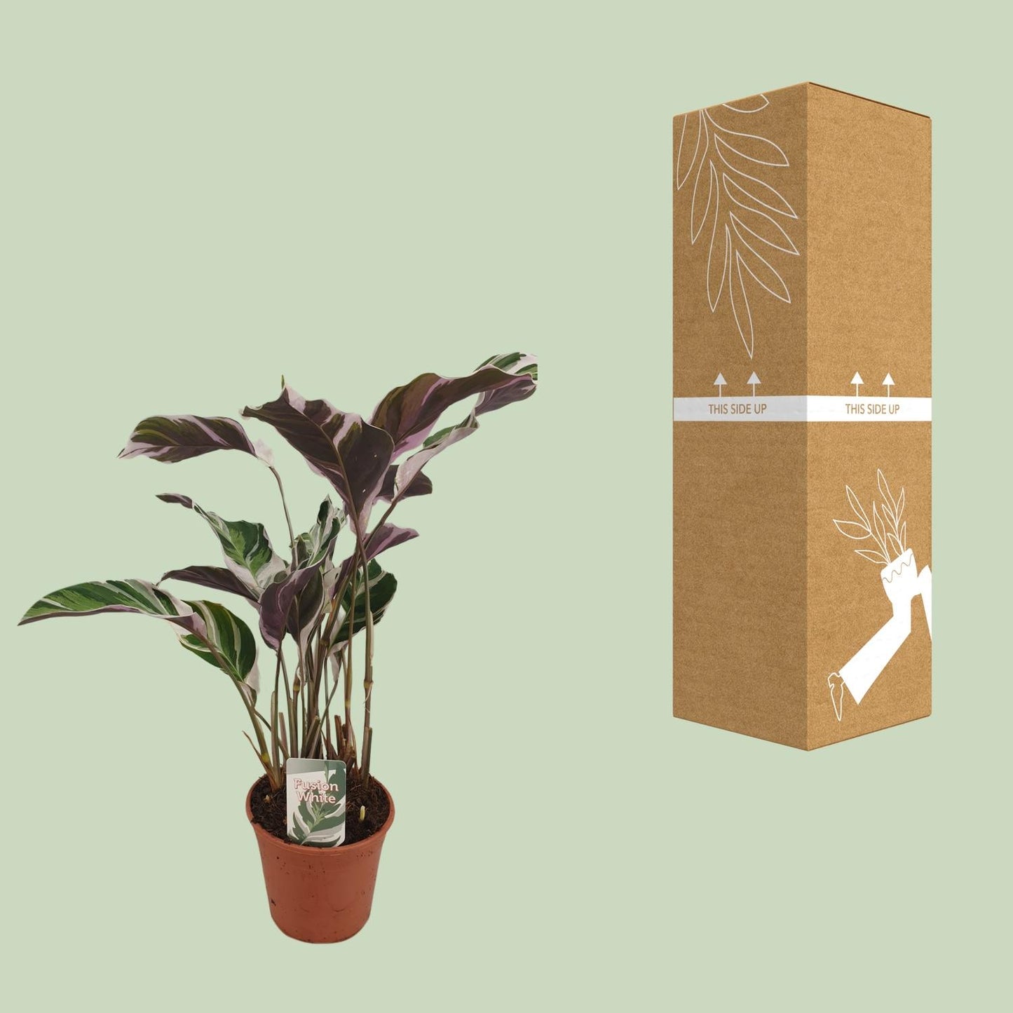 Calathea Fusion White Basic - Ø14cm - ↕40cm | The variegata diva – Challenging maintenance