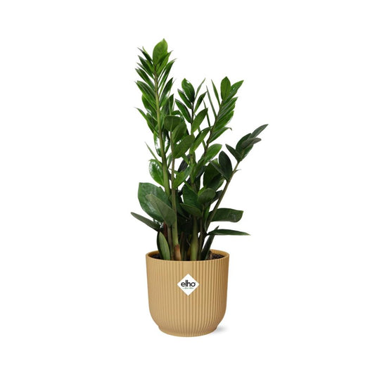 Zamioculcas (ZZ plant) – Height 45–50 cm in ELHO Vibes Fold 14 cm yellow