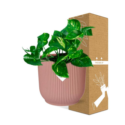 Epipremnum Pinnatum 'Aureum' in ELHO Vibes Fold 14 cm pink