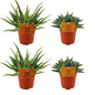2x Aloe Spider + 2x Crassula Tenelli – 4 pieces – Ø10.5cm ↕10cm | Desert quartet with supporting role – Easy maintenance