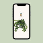 Hedera Helix – Ivy House &amp; Outdoor Plant Ø17 cm ↕45 cm