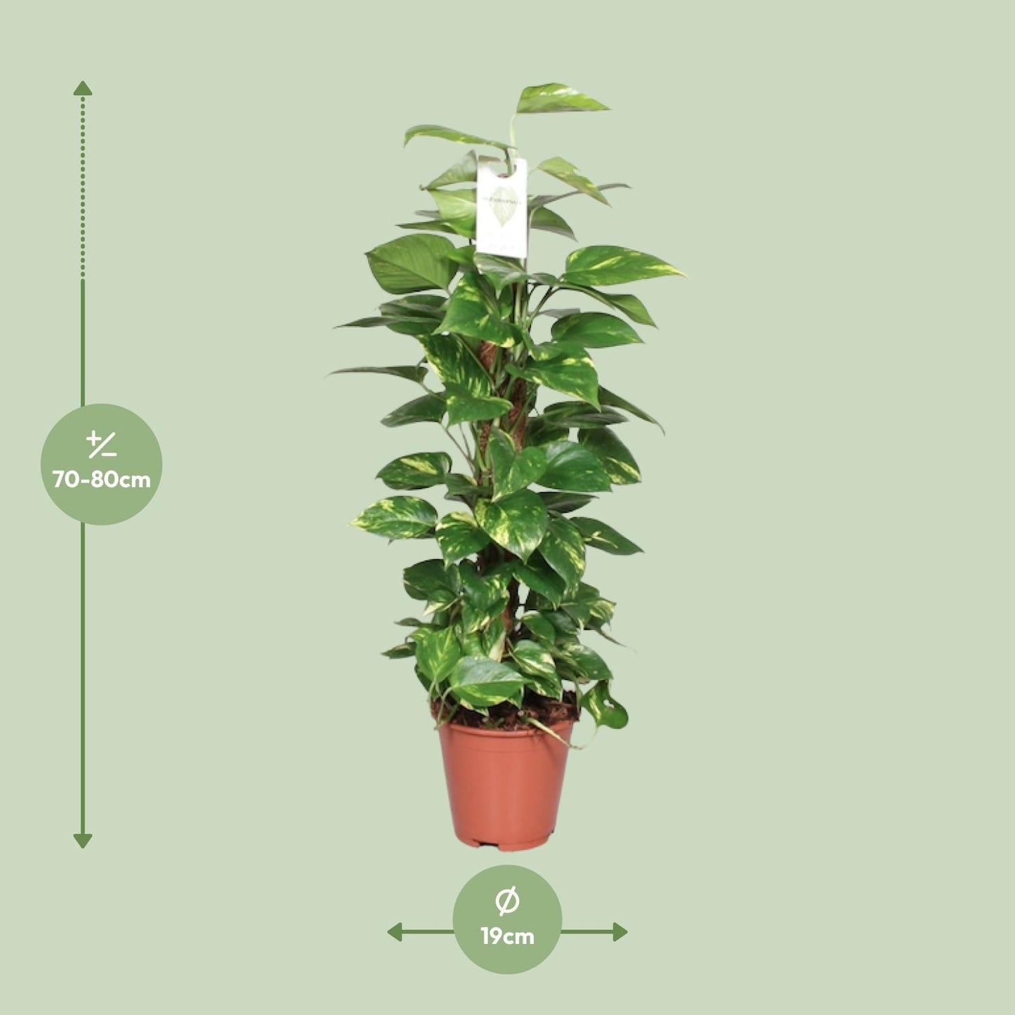 Epipremnum Pinnatum Moss Pole 80cm Scindapsus – Ø19cm ↕80cm | Deluxe Climber – Average Maintenance