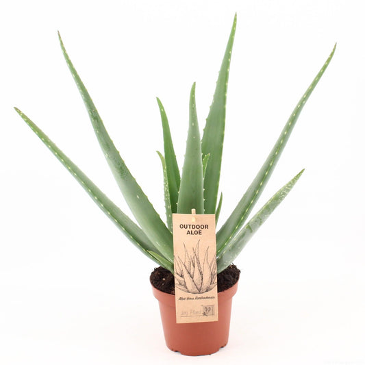 Aloe Vera – Ø14cm ↕45cm | Easy maintenance