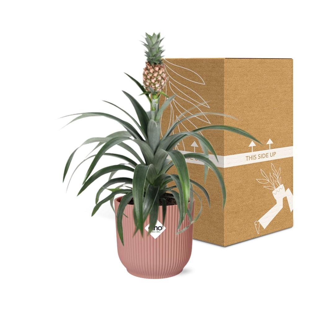 Pineapple 'Mi Amigo' in ELHO Vibes Fold 14cm pink | Tropical eye-catcher – Average maintenance