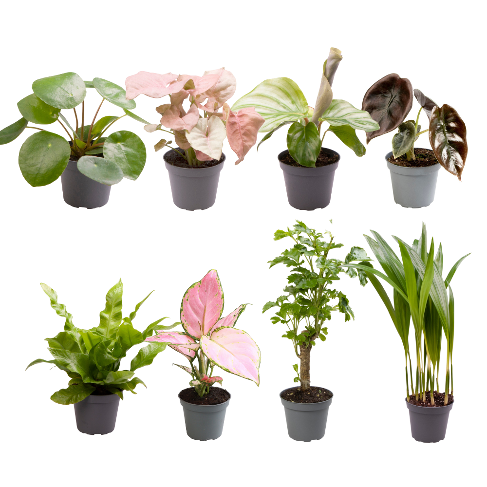 Baby Plant Surprise Box – Ø6cm ↕12cm – x8 | Easy Care