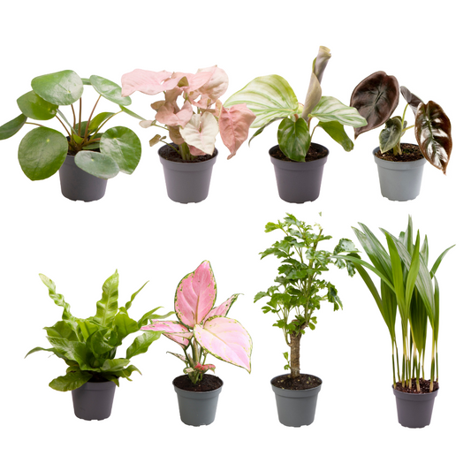 Baby Plant Surprise Box – Ø6cm ↕12cm – x8 | Easy Care