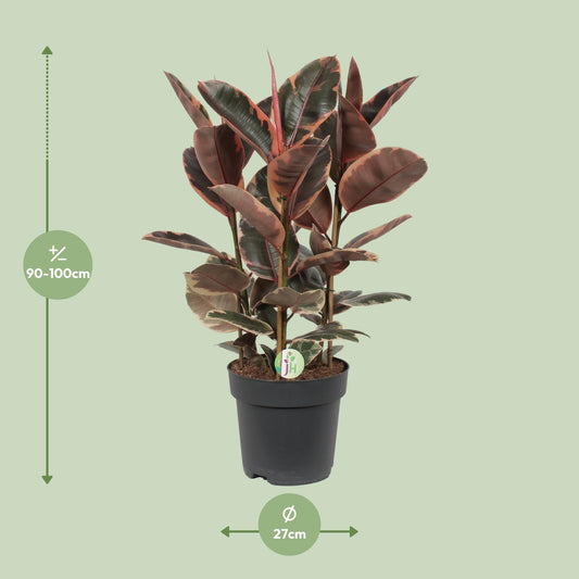 Ficus Belize – Ø27cm ↕80cm | Easy maintenance