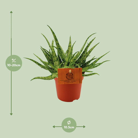Aloe Spider – Ø10.5cm ↕15cm | Easy maintenance