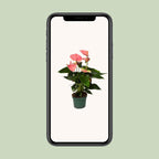 Anthurium Sweet Dream - Ø12cm - ↕35cm | De flamingo in satijn – Gemiddeld onderhoud