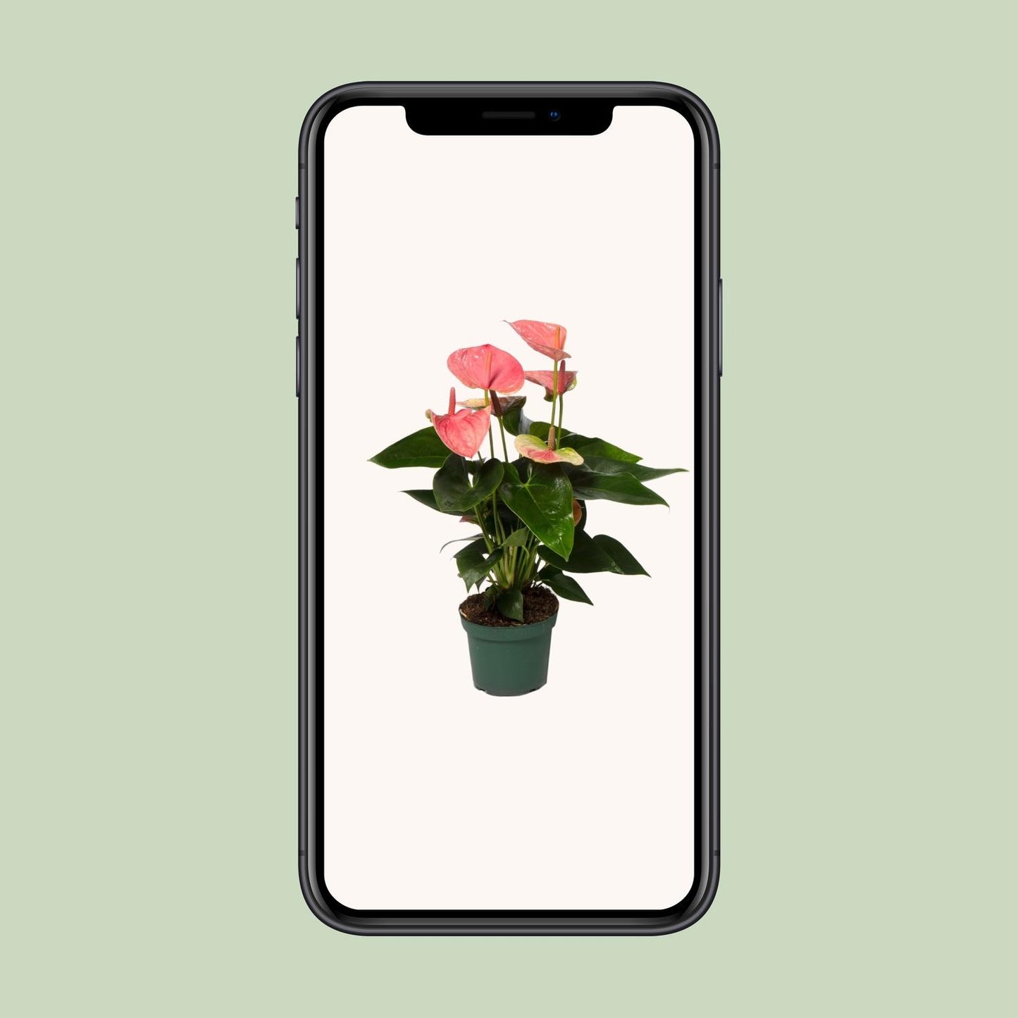 Anthurium Sweet Dream - Ø12cm - ↕35cm | The flamingo in satin – Average maintenance