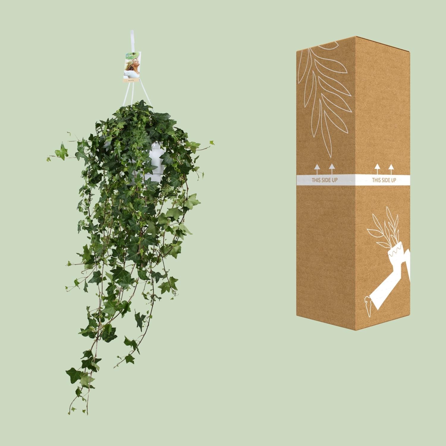 Hedera Ivy – Hanging Ivy Houseplant Ø17 cm ↕45 cm
