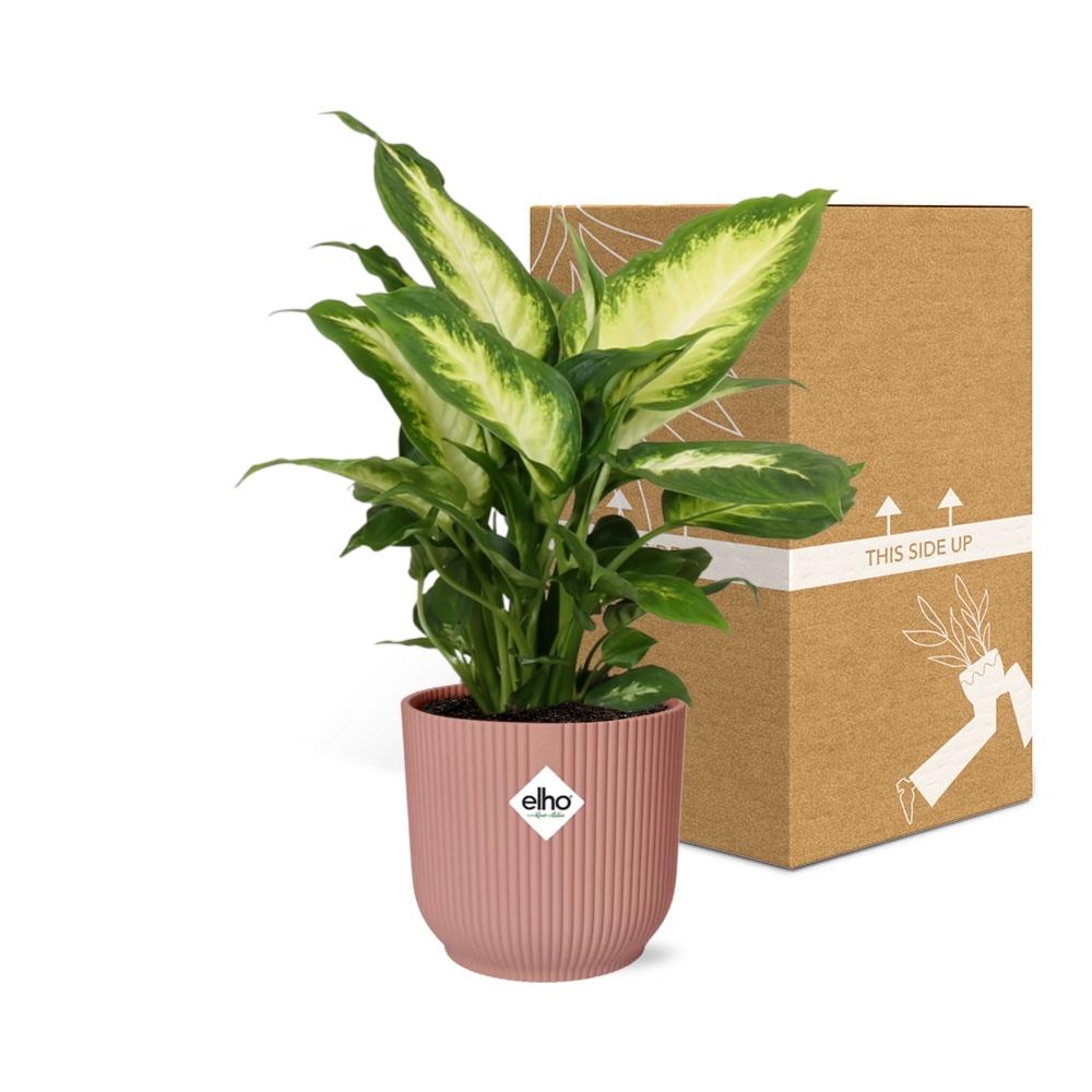Dieffenbachia 'Camilla' in ELHO Vibes Fold 14cm pink | Soft-focus foliage art – Average maintenance