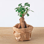 Ficus Ginseng bonsai – Microcarpa – Potmaat Ø6 cm | De pocket-zenmeester – Gemiddeld onderhoud