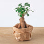 Ficus Ginseng bonsai – Microcarpa – Pot size Ø6 cm | The pocket Zen master – Average maintenance