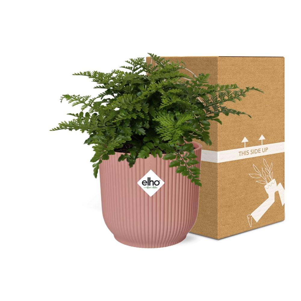 Asplenium 'Parvati' in ELHO Vibes Fold 14cm pink | Boho fern with beach waves – Average maintenance
