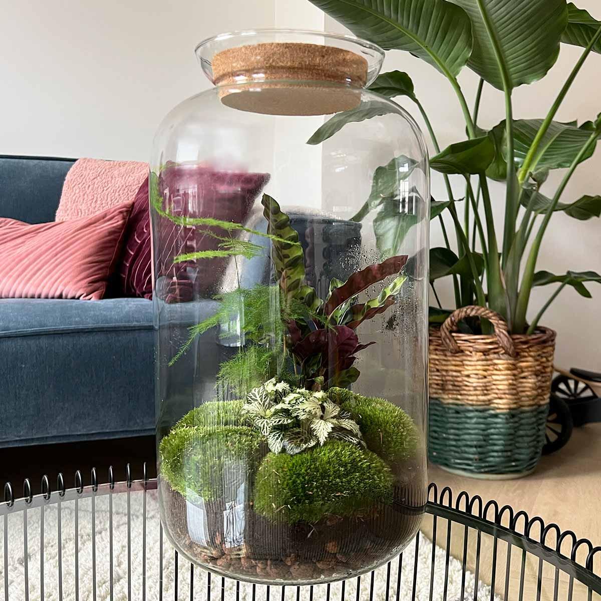 🌿🛠️ DIY Terrarium Sven XL – Botanical – 43 cm – Complete with rake, shovel, tweezers &amp; scissors