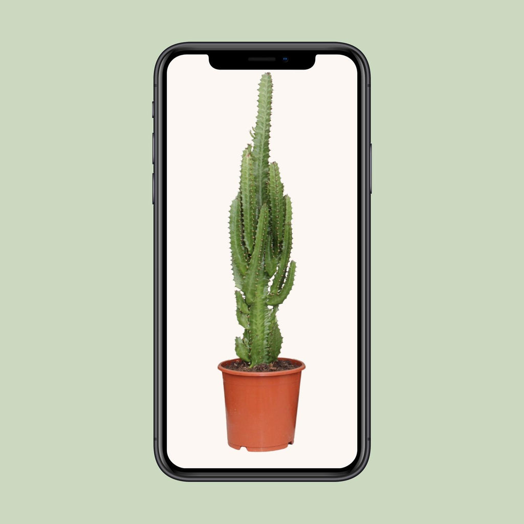 Euphorbia trigona – Ø17cm ↕70cm | Groen modern totem – Makkelijk onderhoud
