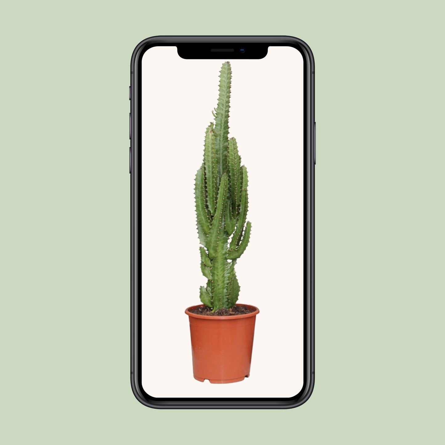 Euphorbia trigona – Ø17cm ↕70cm | Green modern totem – Easy maintenance