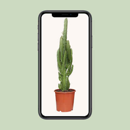 Euphorbia trigona – Ø17cm ↕70cm | Green modern totem – Easy maintenance