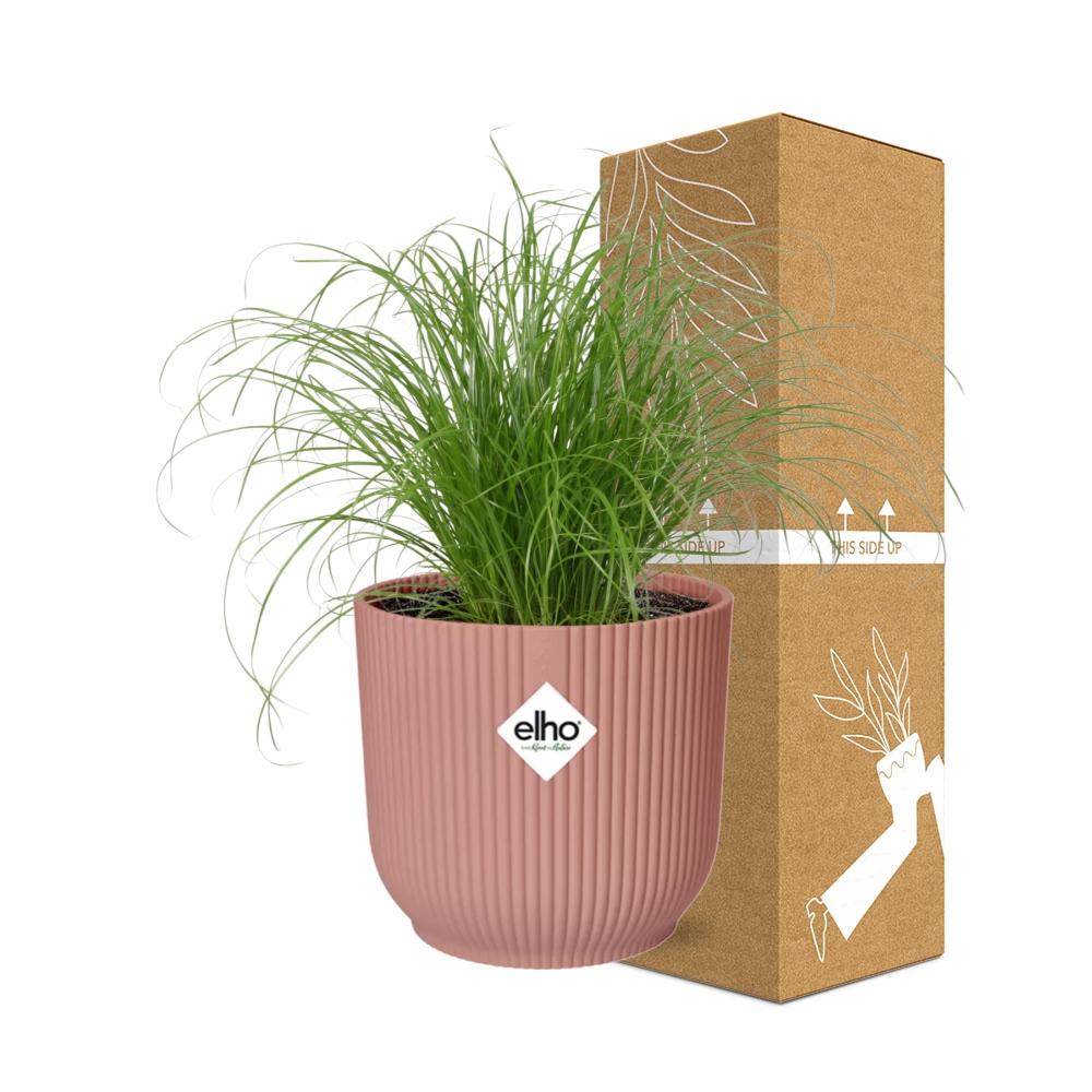 Cyperus Alternifolius Zumula in ELHO Vibes Fold 14 cm pink