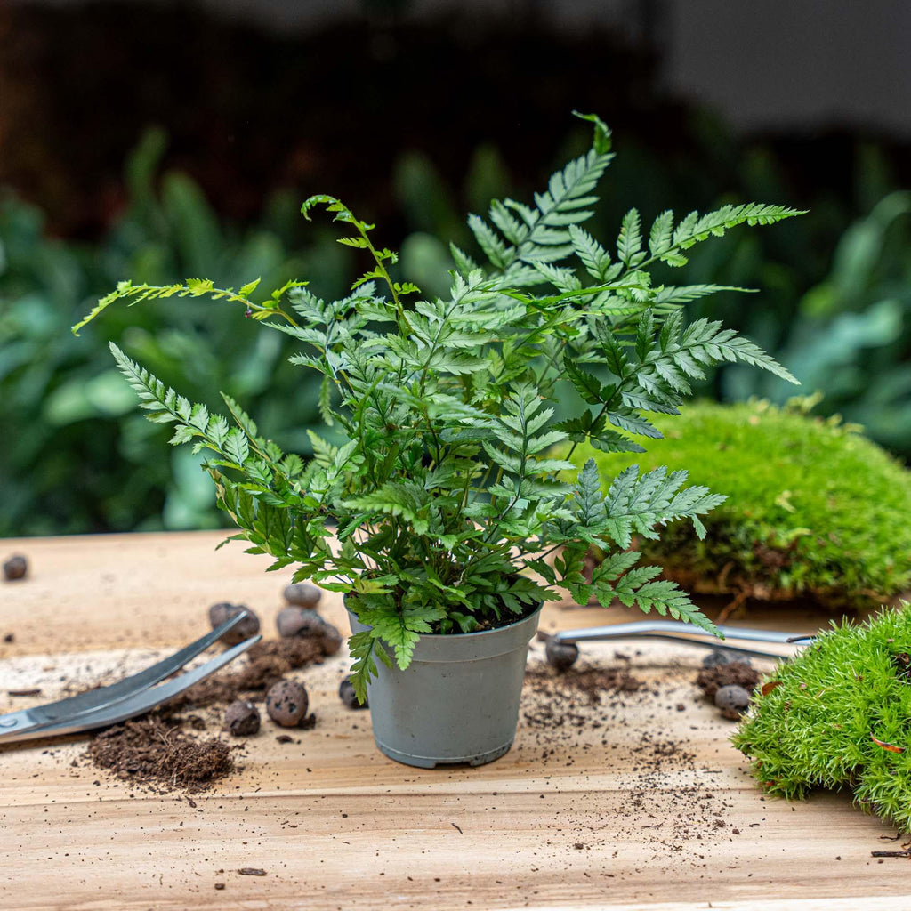 Varen – Athyrium spicatum – Terrarium plant – Potmaat 6 | De bos-bries mini – Makkelijk onderhoud