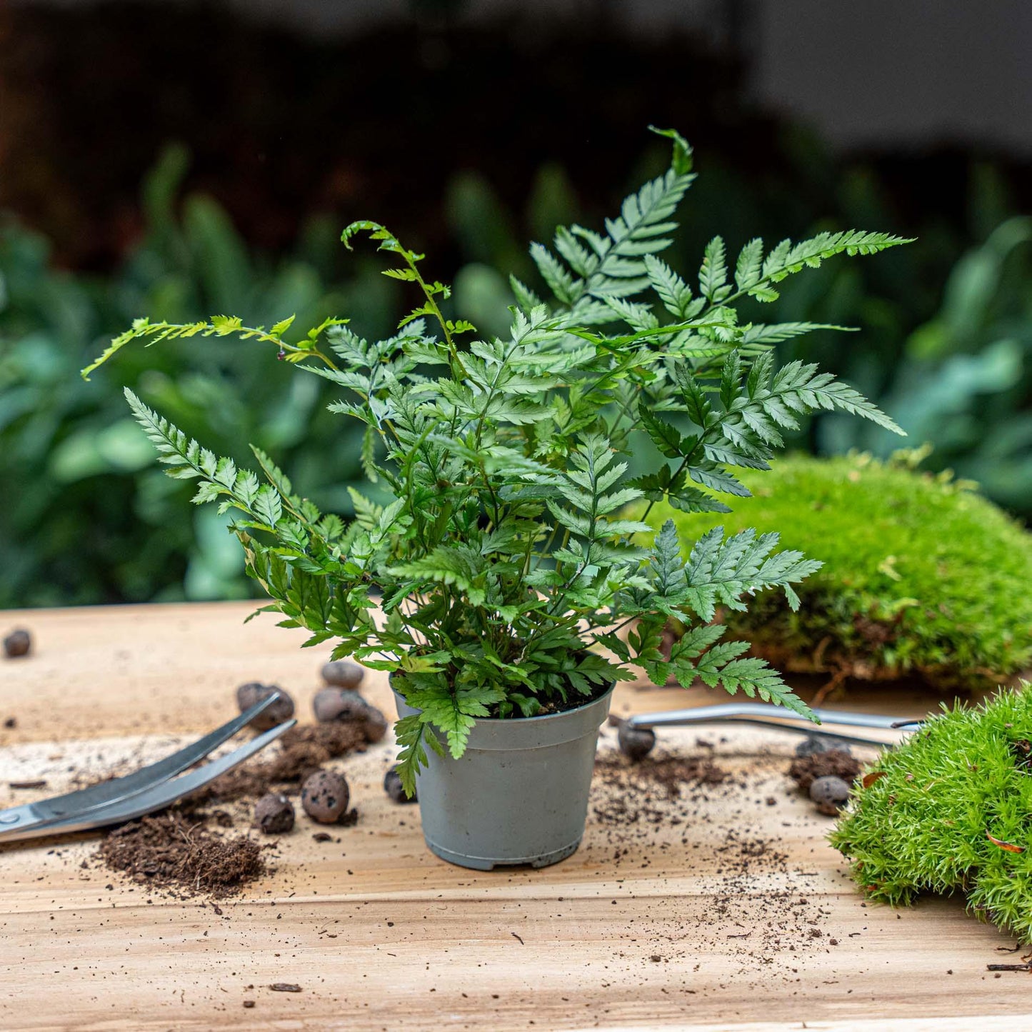 Fern – Athyrium spicatum – Terrarium plant – Pot size 6 | The forest breeze mini – Easy maintenance