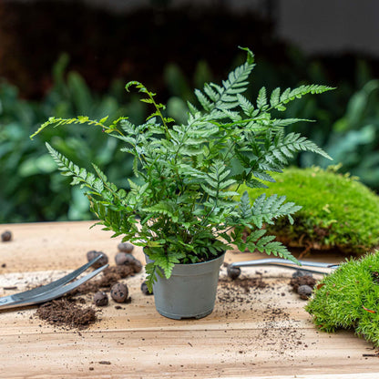 Fern – Athyrium spicatum – Terrarium plant – Pot size 6 | The forest breeze mini – Easy maintenance