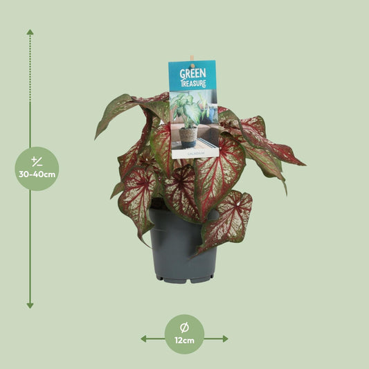Caladium Bicolor - Ø12cm - ↕25cm | The angel wing in Technicolor – Challenging maintenance